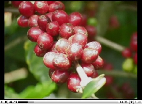 Coffee Growing Video